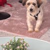 Liebevoller, kleiner Familienhund
