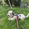 Liebevoller, kleiner Familienhund
