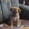 Aron sucht ein Zuhause