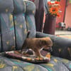 Aron sucht ein Zuhause