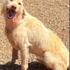Priscilla sucht eine liebe Familie
