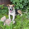 Bucky ein toller Junghund