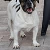 Mona sucht ein Zuhause Vermittlungshilfe