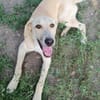 LOLA -  sucht ihr -Zuhause für immer-