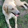 LOLA -  sucht ihr -Zuhause für immer-