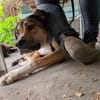 Smarte Nena auf Pflege in Leipzig