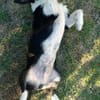 Atos ein besonderer Welpe