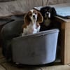 Pepe und Lexi suchen die Nadel im Heuhau