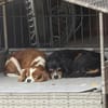 Pepe und Lexi suchen die Nadel im Heuhau