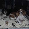 Pepe und Lexi suchen die Nadel im Heuhau