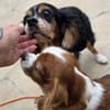 Pepe und Lexi suchen die Nadel im Heuhau