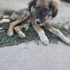 Luca - aufgeweckter Hundejunge