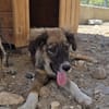 Luca - aufgeweckter Hundejunge