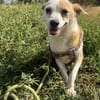 ❤🐾  TANJA, ruhig, freundliches Wesen