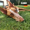 Xabu - Bildschöner Podenco
