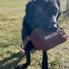 Blacky  startklar für seine Menschen