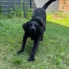 Blacky  startklar für seine Menschen