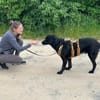 Blacky  startklar für seine Menschen