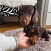Halbblinder Dackel sucht dringend#