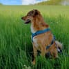 Lee sucht ein neues Zuhause