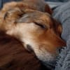 Lee sucht ein neues Zuhause