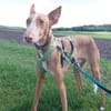 Xenon - Bildschöner Podenco