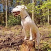 BAMBAM - in 50321 Brühl