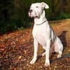 BAMBAM - in 50321 Brühl