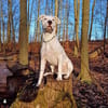 BAMBAM - in 50321 Brühl