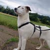 BUBBLES - liebe Seele sucht Endstelle