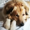 Pepper sucht ein neues Zuhause
