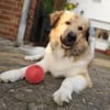 Pepper sucht ein neues Zuhause