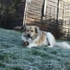 Pepper sucht ein neues Zuhause