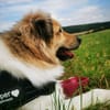 Pepper sucht ein neues Zuhause