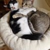 Geschwister Duo sucht neues Zuhause
