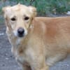 Hundejunge BONI