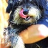 Der kleine DIXIE sucht Familie