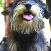 Der kleine DIXIE sucht Familie