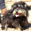 Der kleine DIXIE sucht Familie