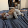 Zoll - Charakter-Kater