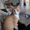 Zoll - Charakter-Kater