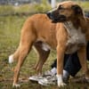 Kimbo: Sensibler Herzenshund mit großem