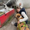 Kimbo: Sensibler Herzenshund mit großem