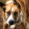 Kimbo: Sensibler Herzenshund mit großem