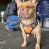Französische Bulldogge sucht tolle Mensc