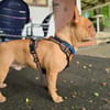 Französische Bulldogge sucht tolle Mensc