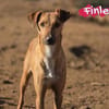 Finley