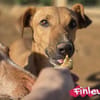 Finley