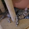 Lustige Roxy