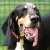 Rex - Schnüffelnase sucht Zuhause